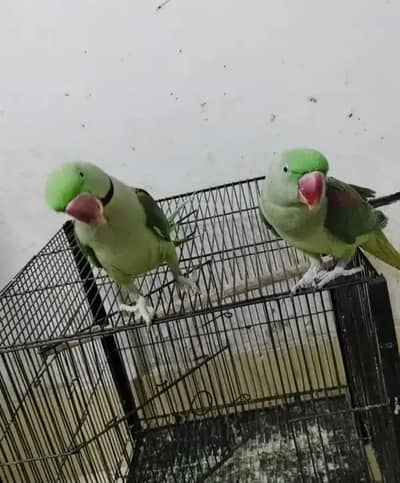 Kashmiri raw parrot for sale