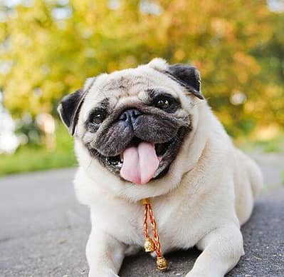pug female good quality