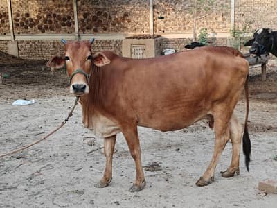 Sahiwal Cross Jersey Cow | 2nd Pregnancy | 12-13 KG Milk