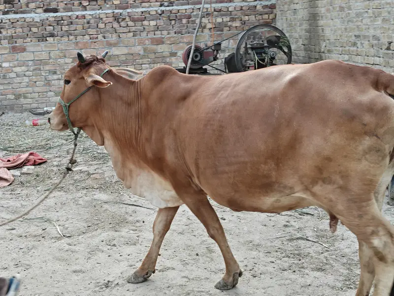 Sahiwal Cross Jersey Cow | 2nd Pregnancy | 10 KG Milk — photo 2