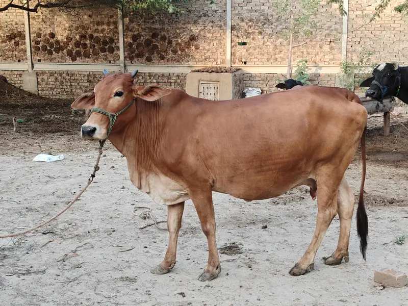 Sahiwal Cross Jersey Cow | 2nd Pregnancy | 10 KG Milk — photo 3