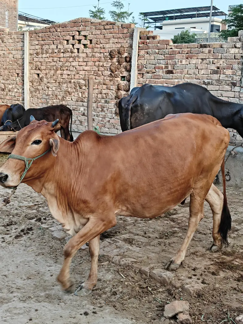 Sahiwal Cross Jersey Cow | 2nd Pregnancy | 10 KG Milk — photo 4
