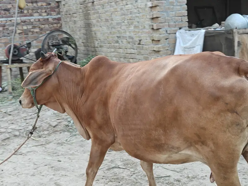 Sahiwal Cross Jersey Cow | 2nd Pregnancy | 10 KG Milk — photo 5