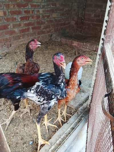 pure aseel chicks for sale (2,000) per piece.