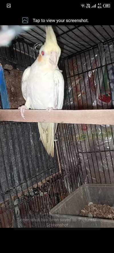 hand tame cocktail or breeder sell