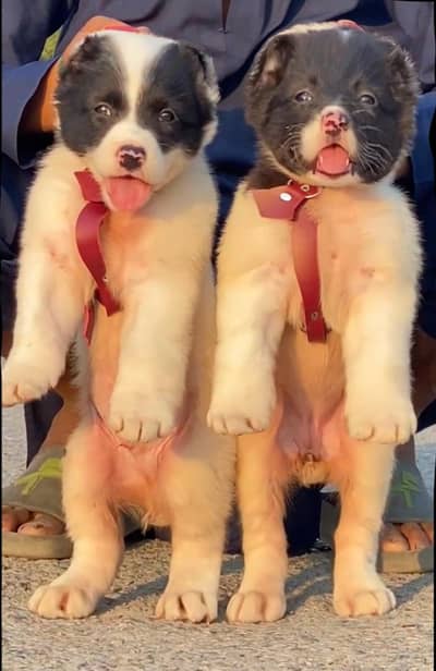 top quality afghan kuchi alabai full security card dogs for sale