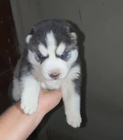 3 baby available