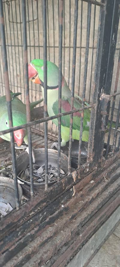 pahari pair for sell
