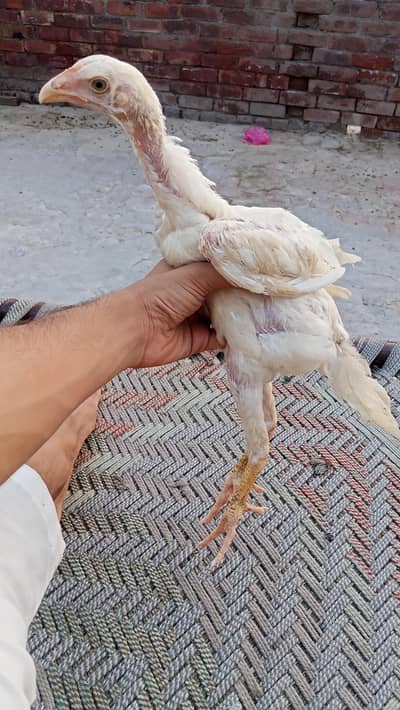 Top quality 3 month+ white shamo pair