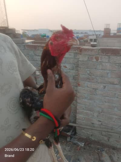 Pakistani pair for sale