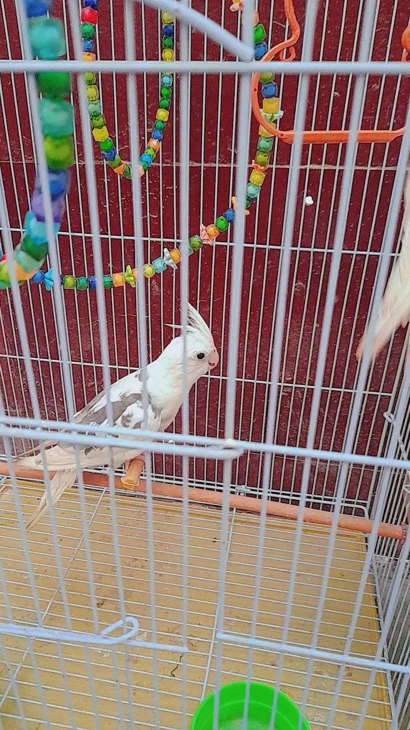 v pide split eno and eno red eyes with cage and box