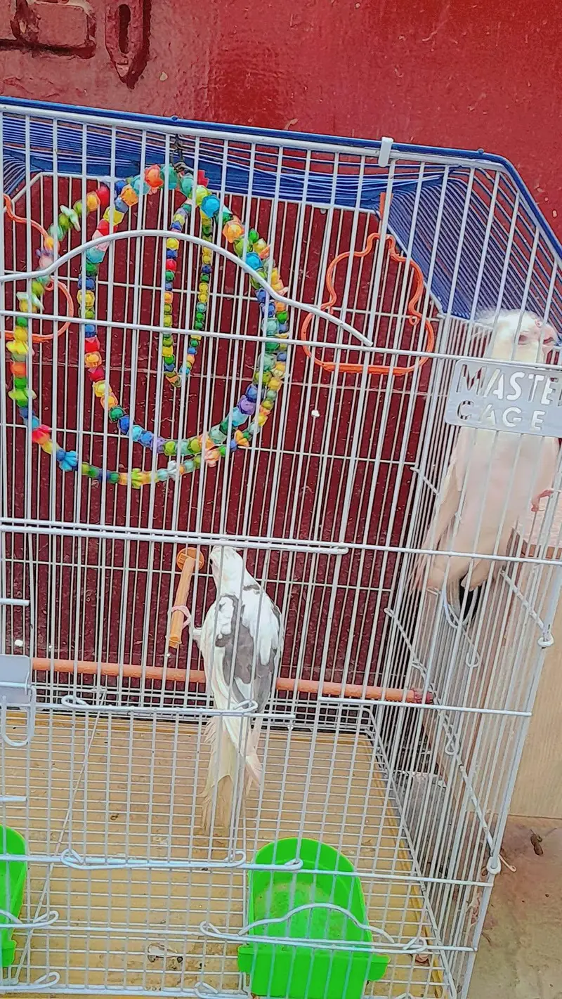 v pide split eno and eno red eyes with cage and box — photo 2
