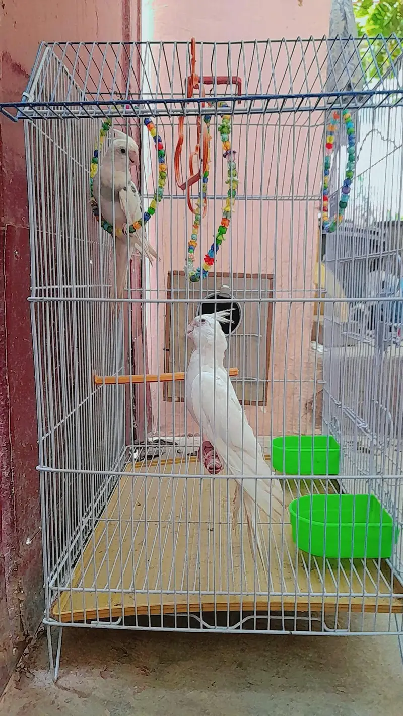 v pide split eno and eno red eyes with cage and box — photo 3