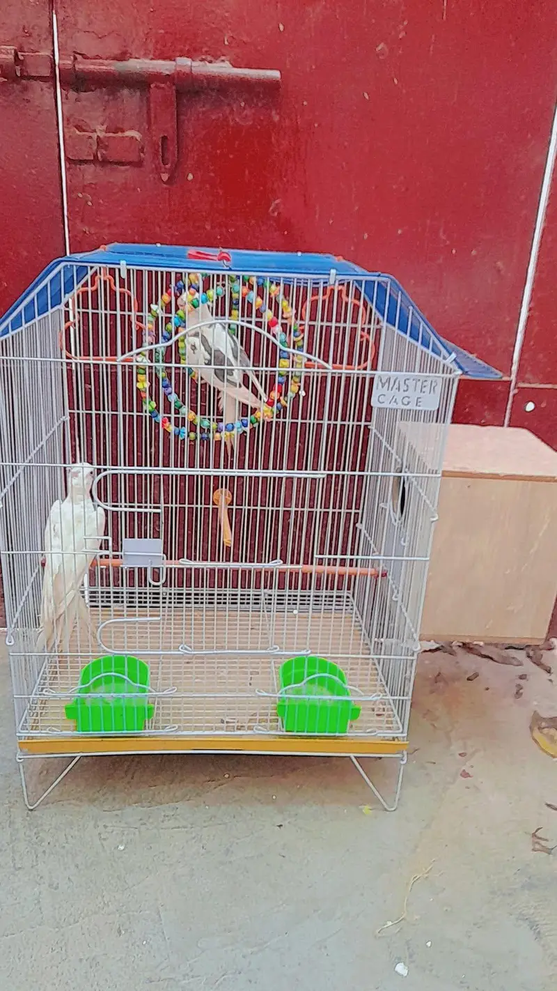 v pide split eno and eno red eyes with cage and box — photo 4