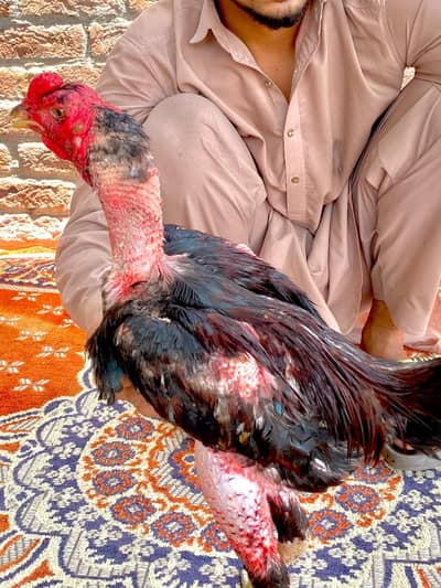 Aseel Murga | Pure Breed Desi Aseel Rooster for Sale