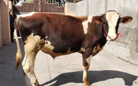 Pure Red Friesian bull pedigree