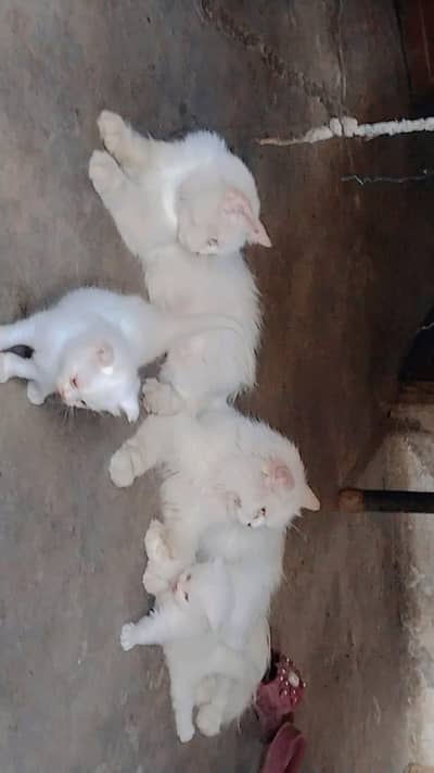 selling cats 4