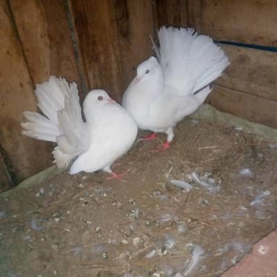 breader pair ha Ando ka Lia ready ha ag kal ma anda da da ga