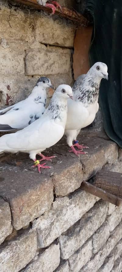 Original pure motiyon wala pair