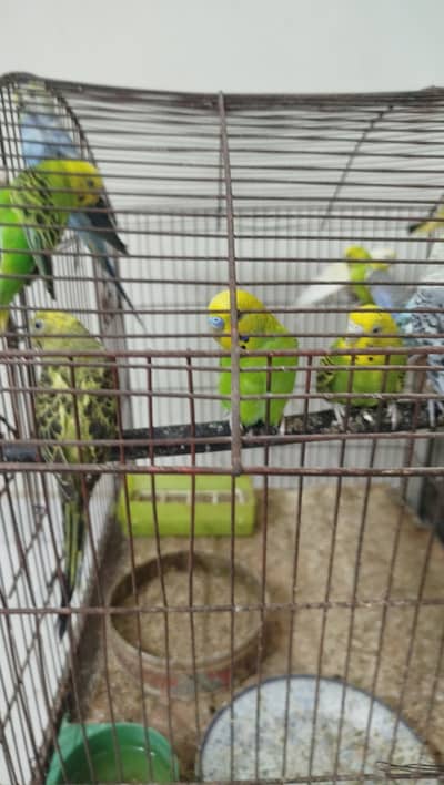 Austalian Budgie