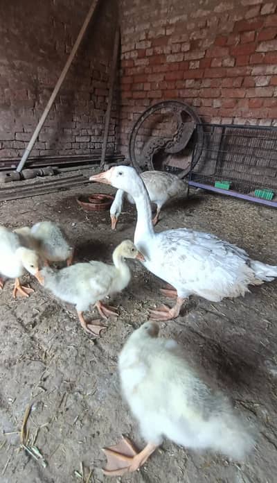 long neck ducklings.