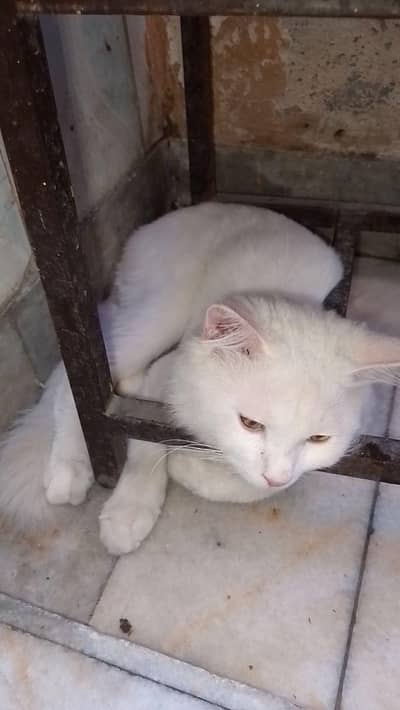 Persian cat