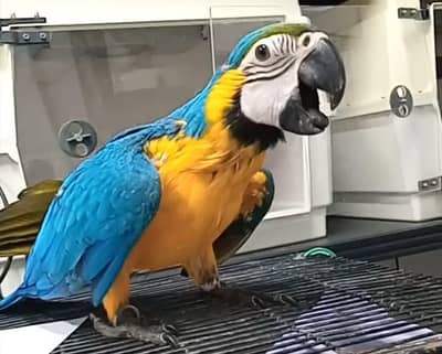 Blue & Gold Macaw Parrot Chick
