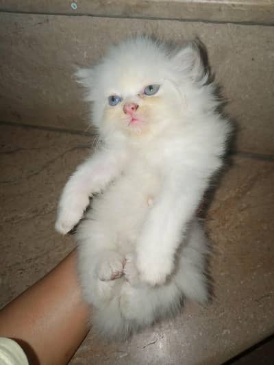 kitten