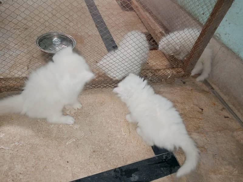 kitten 1