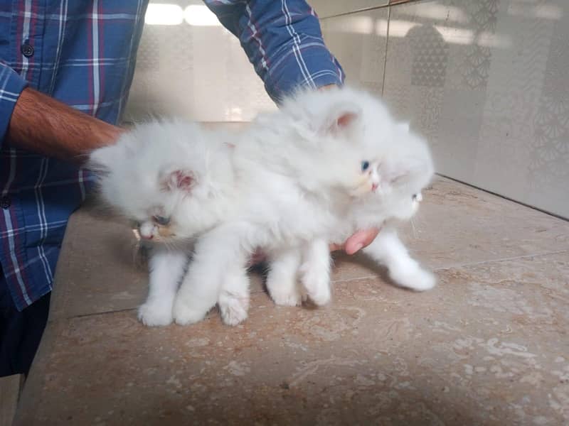 kitten 2