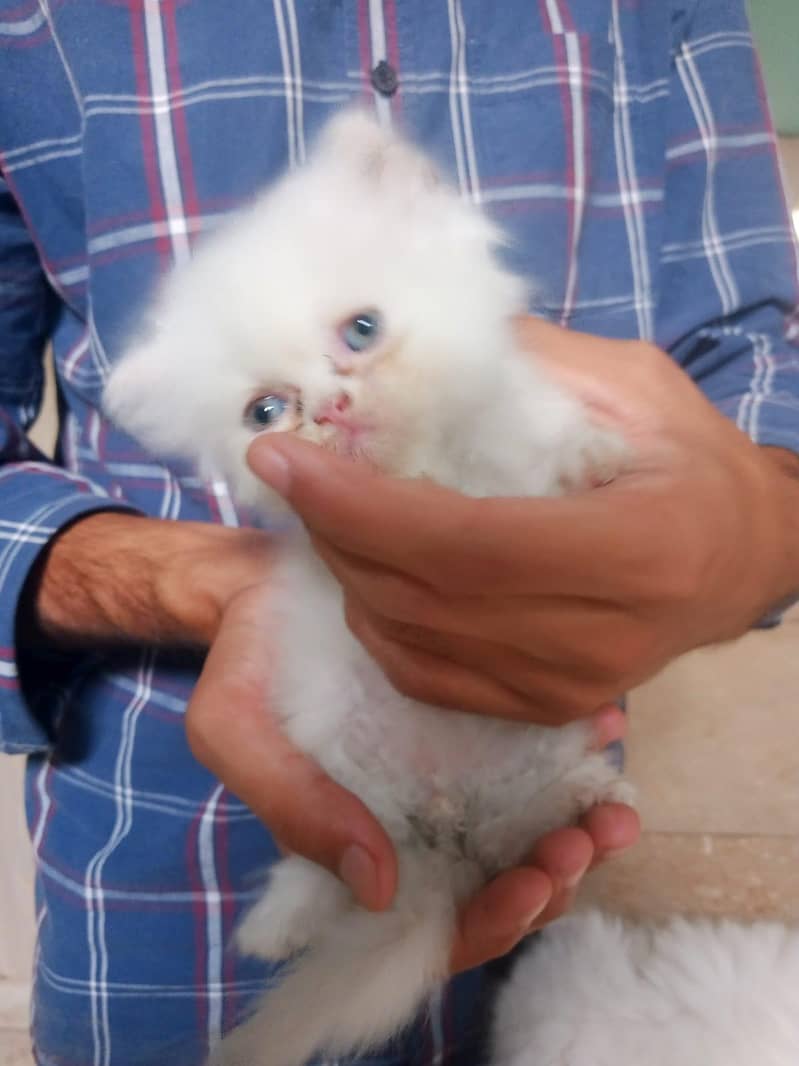 kitten 3