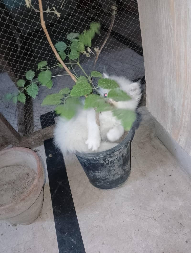 kitten 4