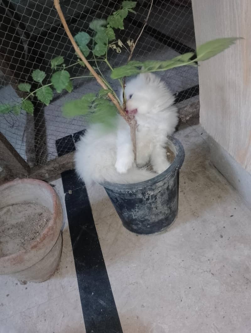 kitten 5