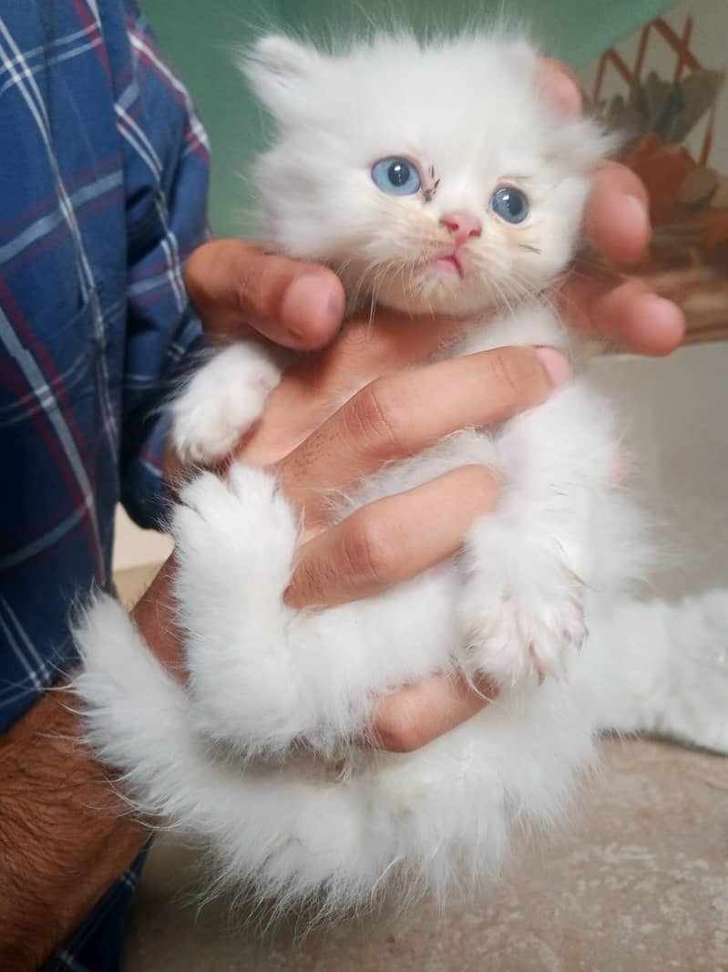 kitten 6