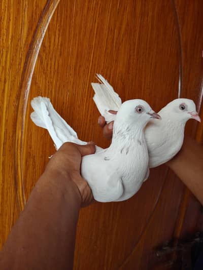 White patti wala pair sale.