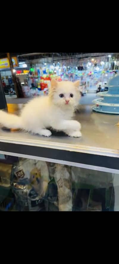 persian cat for sale MywatsapppNumber 0309-37-13-656