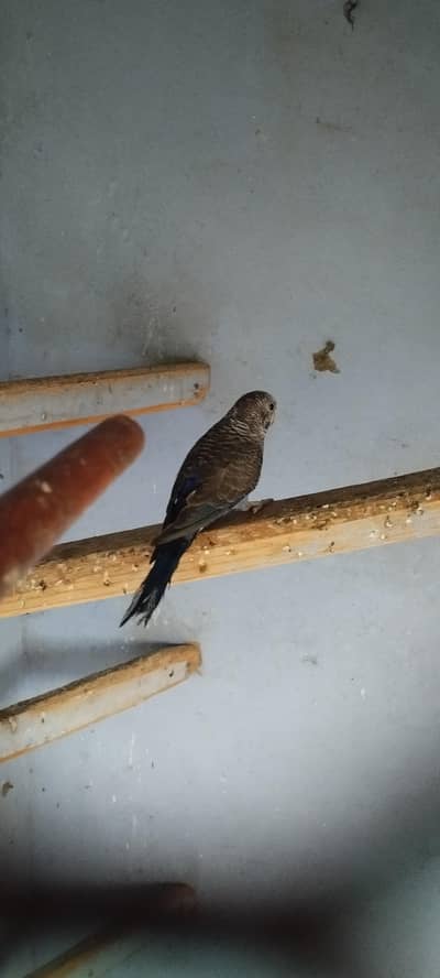 black wing female split