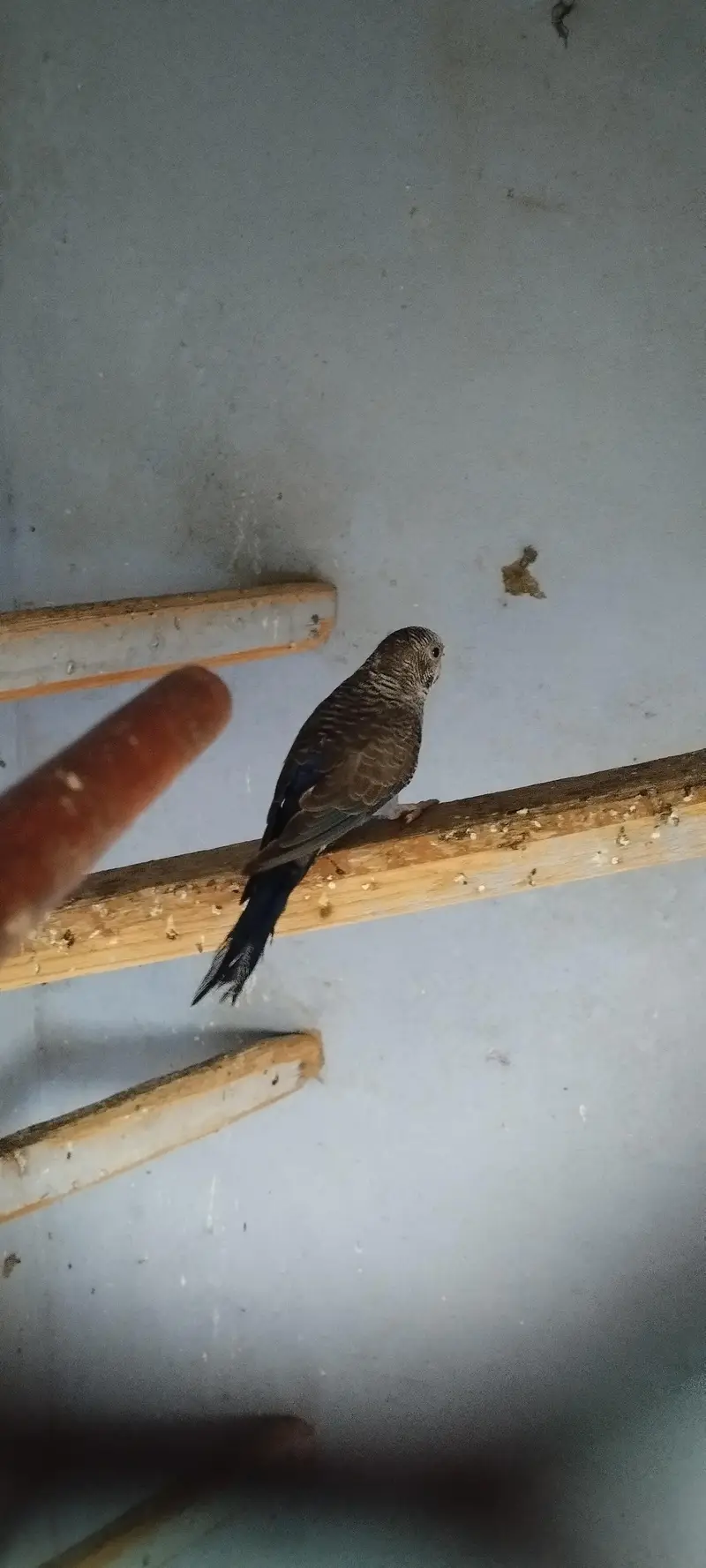 black wing female split