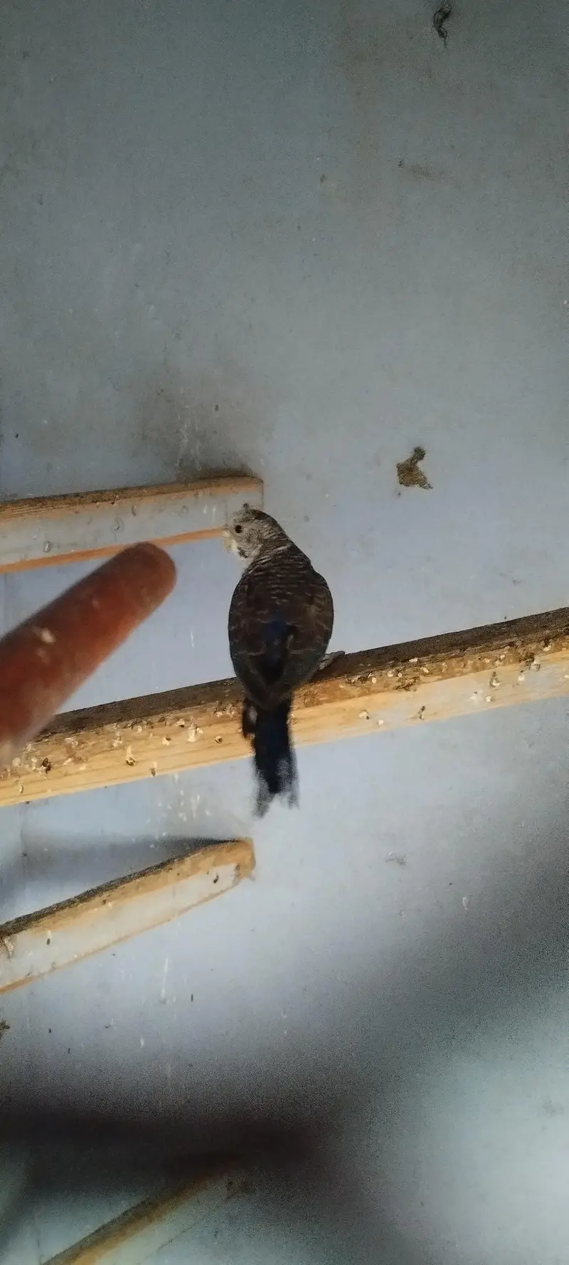 black wing female split — photo 3