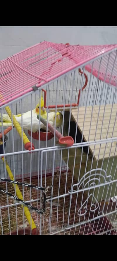 cocktail parrot 5500