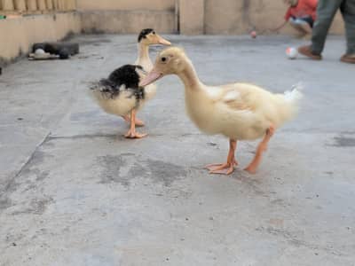 Ducks pair