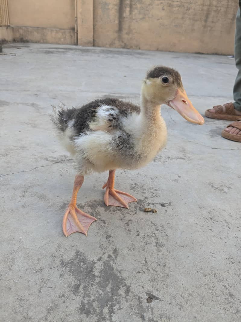 Ducks pair 1