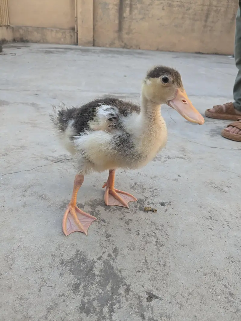 Ducks pair — photo 2