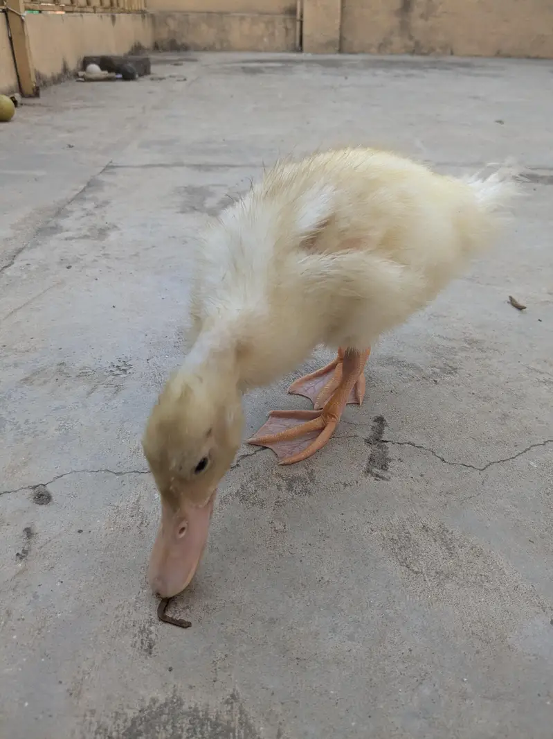 Ducks pair — photo 3