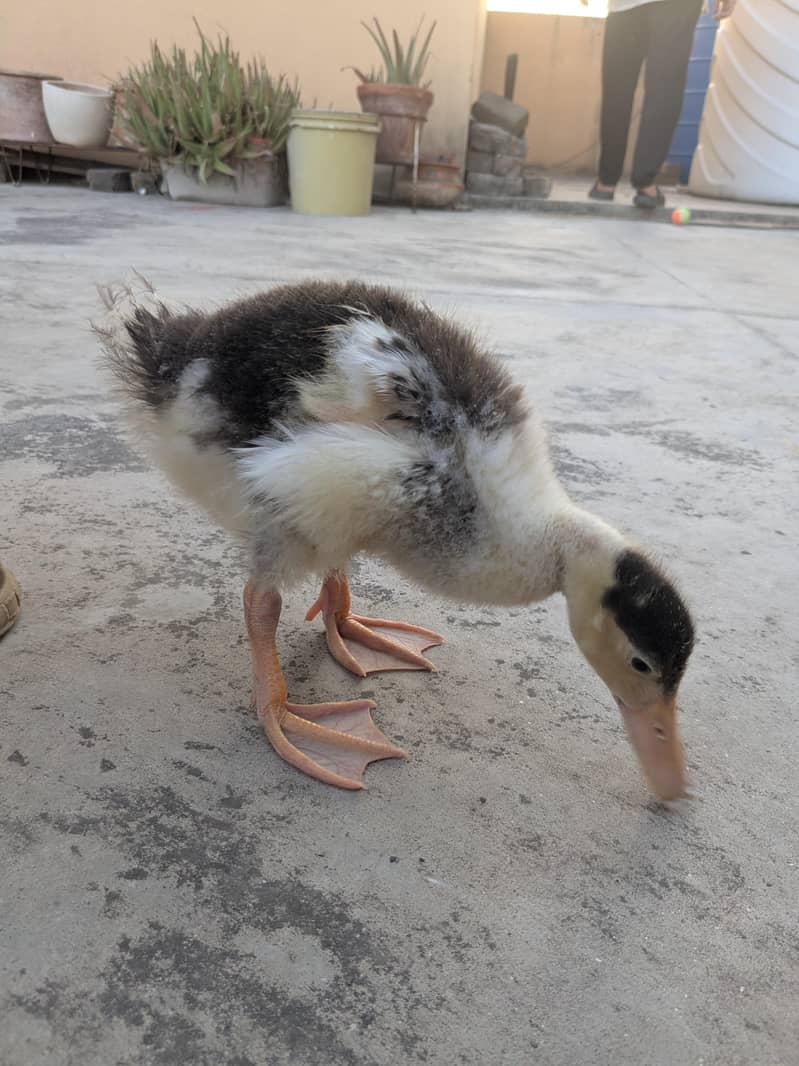 Ducks pair 3
