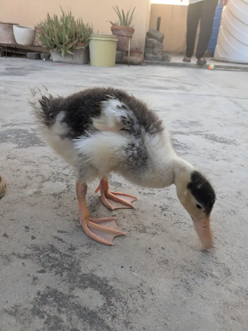 Ducks pair — photo 4