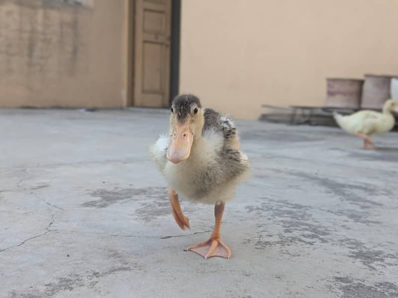 Ducks pair 4