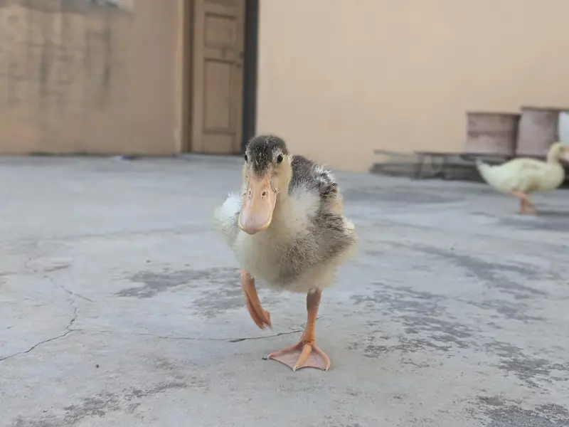 Ducks pair — photo 5