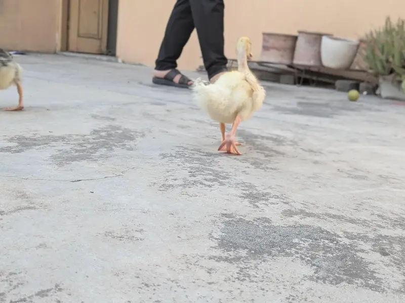 Ducks pair — photo 8