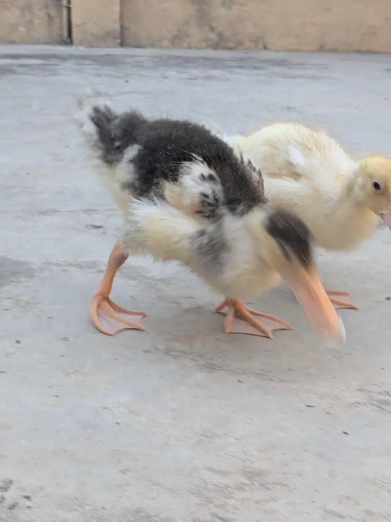 Ducks pair — photo 9